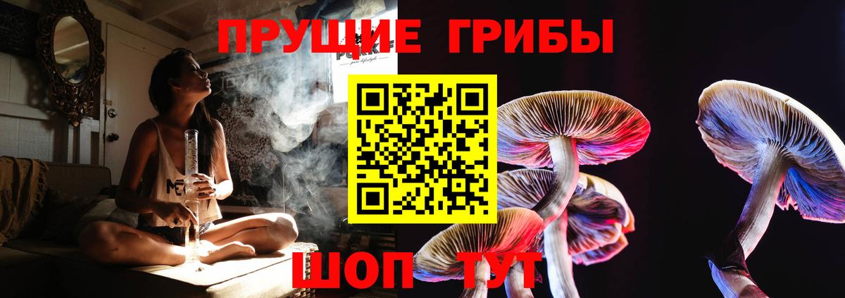 Галлюциногенные грибы Cubensis Северск